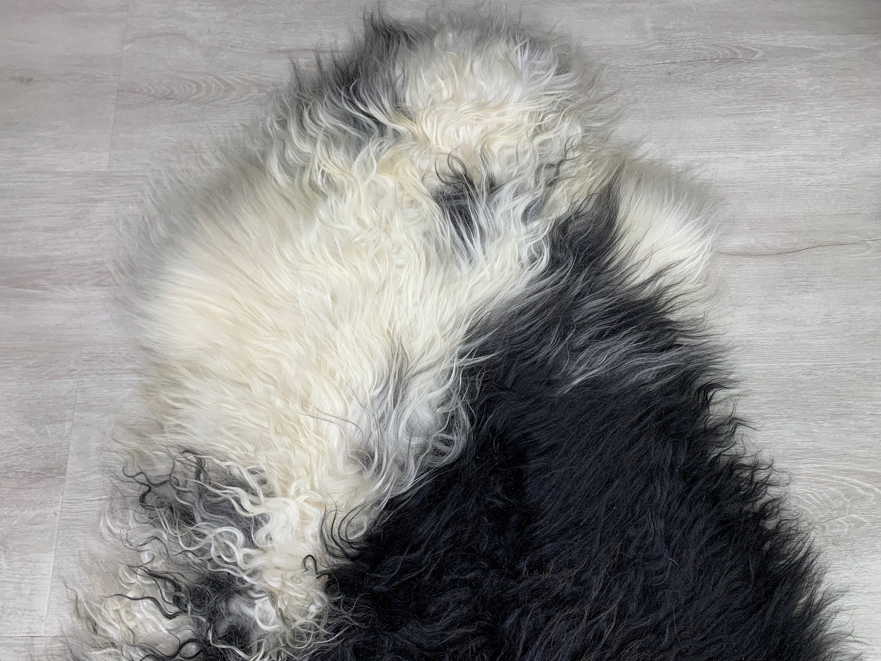 Beautiful Icelandic Curly Sheepskin rug | Fur Pelt | White with Black | natural for pet comfort | modern luxury decor | seat cover