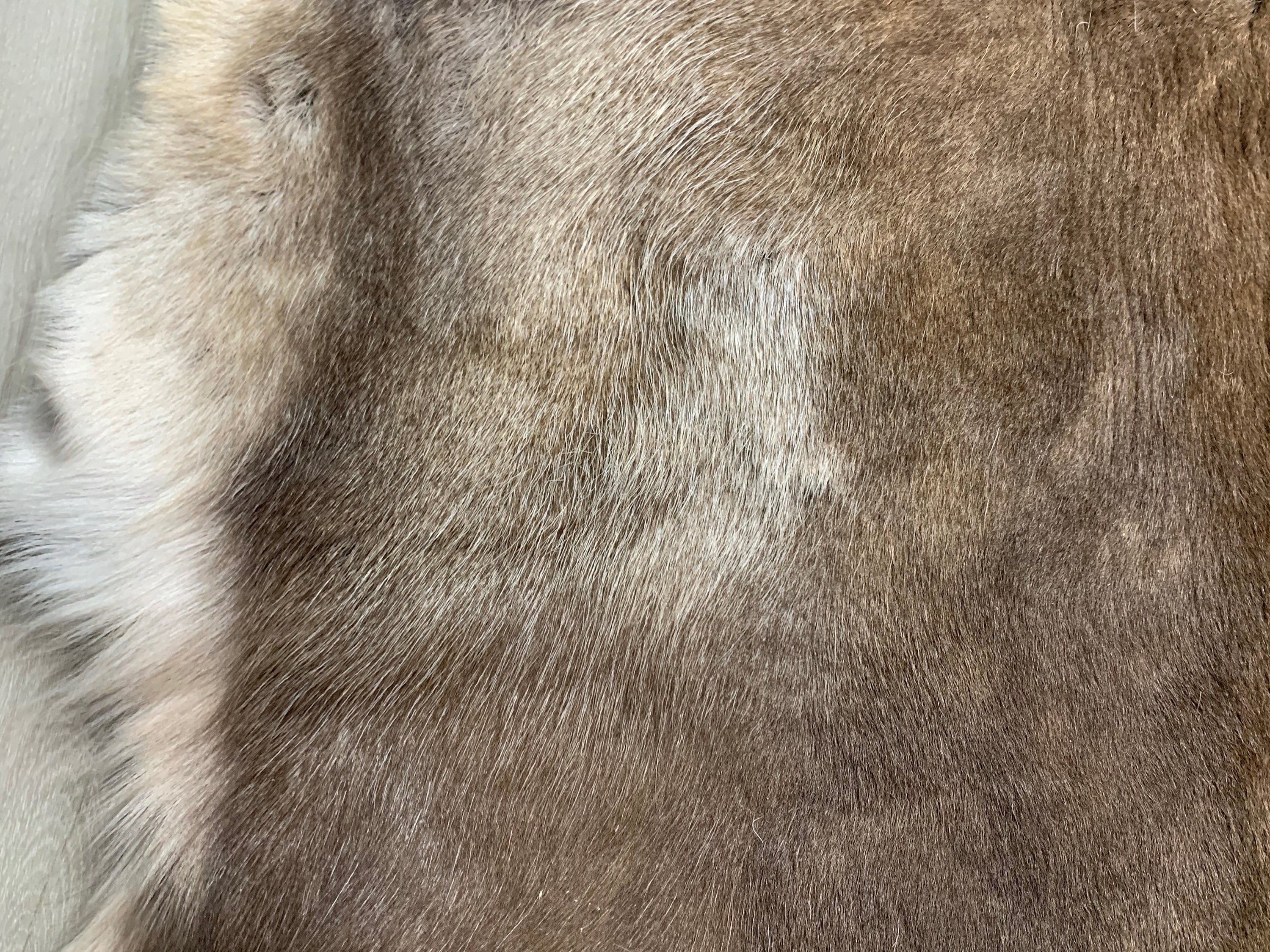 XXL GENUINE Scandinavian Reindeer Hide * Exclusive Reindeer skin rug hide pelt throw 54