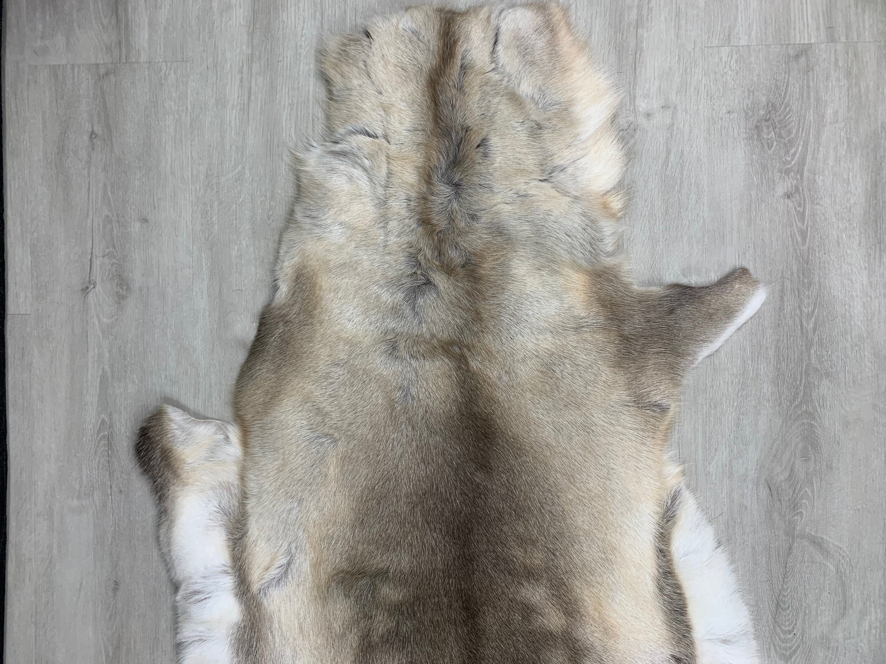 25% Cheaper Genuine Scandinavian Reindeer Hide May Have Marks