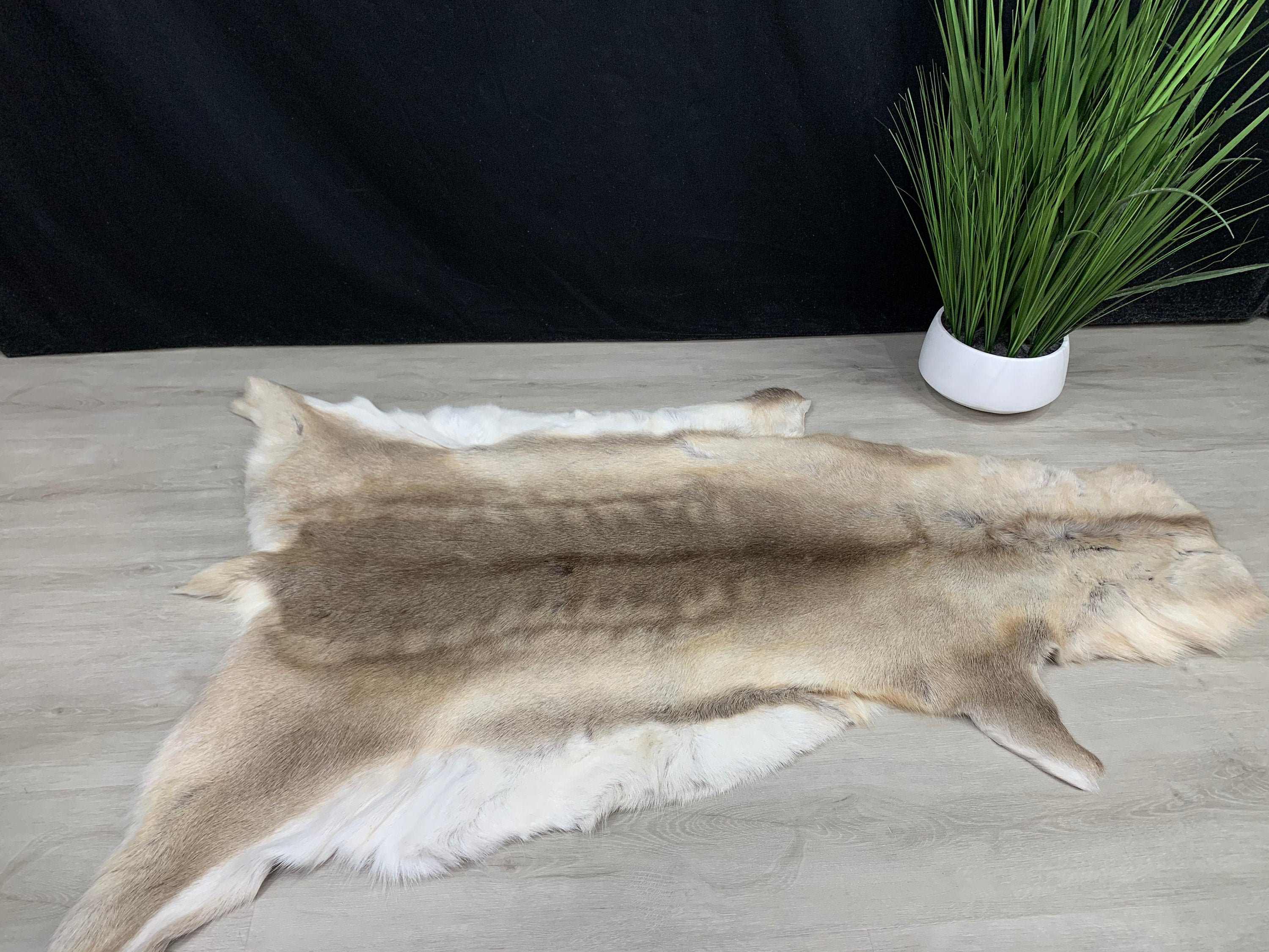 25% Cheaper Genuine Scandinavian Reindeer Hide May Have Marks